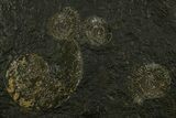 Fossil Ammonite Cluster - Posidonia Shale, Germany #378181-1